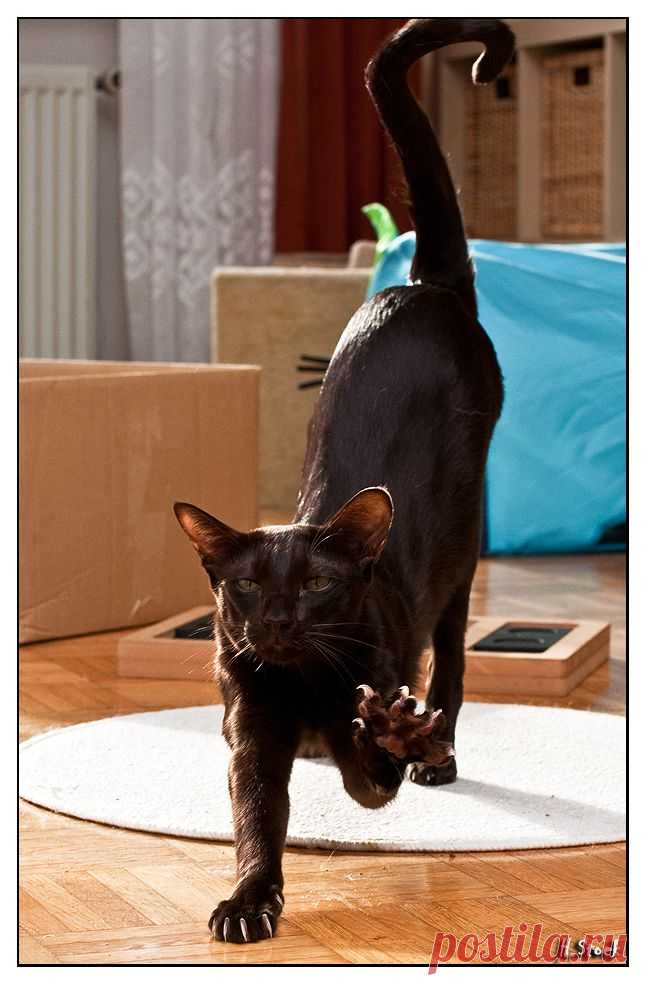 oriental cat