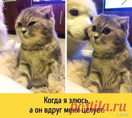 13 животных, которые разучились скрывать свои эмоции