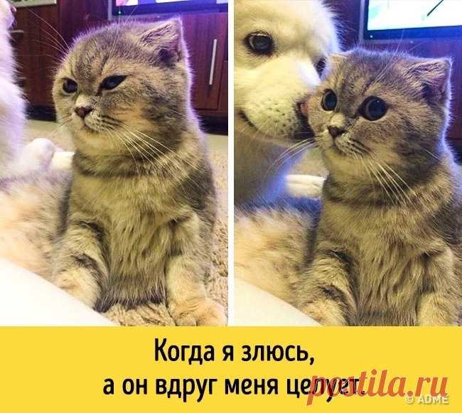 13 животных, которые разучились скрывать свои эмоции