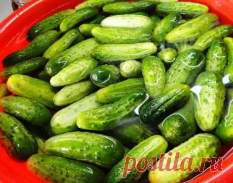 Соленые огурцы без кипятка и уксуса »
