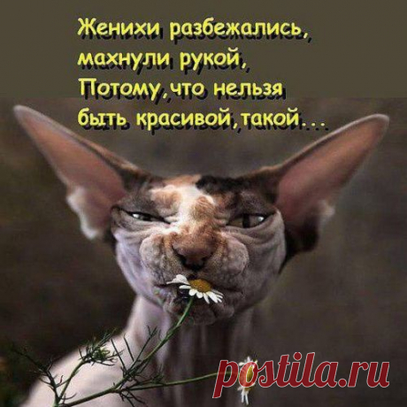 Кошачья философия — Конфуций отдыхает...