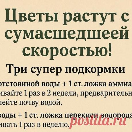 Пин на доске Вазонні рослини