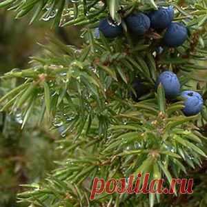 Эфирное масло можжевельника и его ягоды  |  Рецепт здоровья