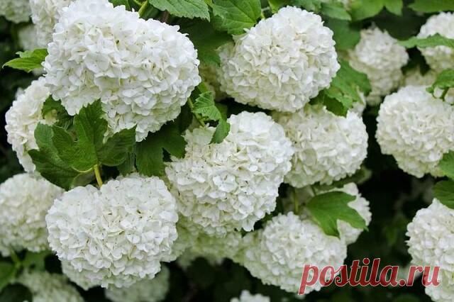 Калина Бульденеж - зимняя сказка в Вашем саду.
Сегодня мы предлагаем Вам очередное такое чудо: знакомьтесь, калина Бульденеж (Boule de Neige). С ее помощью в Ваш сад в жаркие майские дни опять постучится зима. Вы скажете, что в мае любой куст или дерево цветут и их ветви словно заснежены? Но калина цветет по-особенному: на ветвях появляются белые шарообразные соцветия диаметром 8-15 см, и выглядит куст так, словно его увешали снежками. Кстати народное название Бульденежа «...