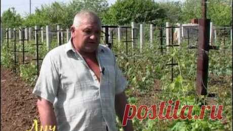 Секреты виноградарства (защита от болезней).