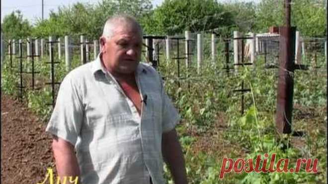 Секреты виноградарства (защита от болезней).