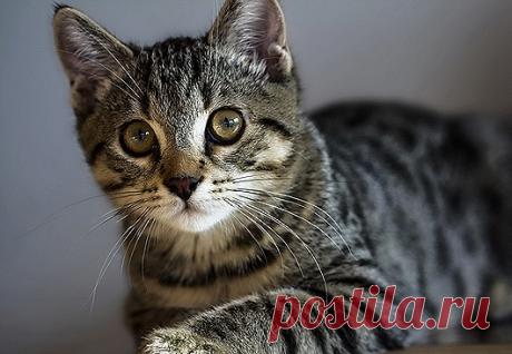 Самые удивительные породы кошек