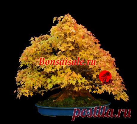 Бонсай клен бургерианум