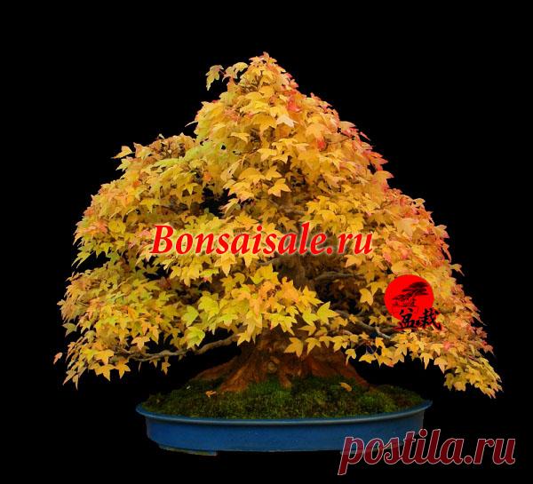 Бонсай клен бургерианум