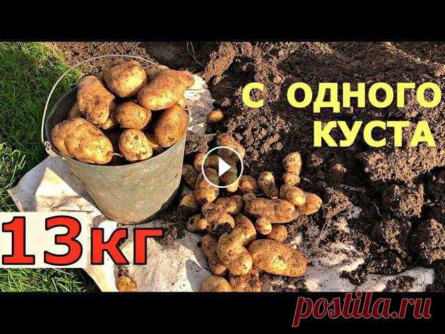 Получить большой урожай картошки можно на маленькой площади. Урожай картошки в ящике - 13 кг с одного куста. Помощь каналу, карта Сбербанка - 4276 380...