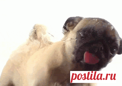 Animals and Zoos - Billion Pics