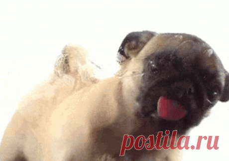 Animals and Zoos - Billion Pics