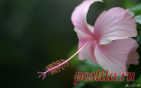 عکس گل flower 10 68