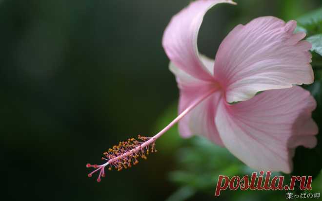 عکس گل flower 10 68
