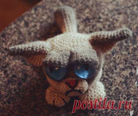 Grumpy Cat