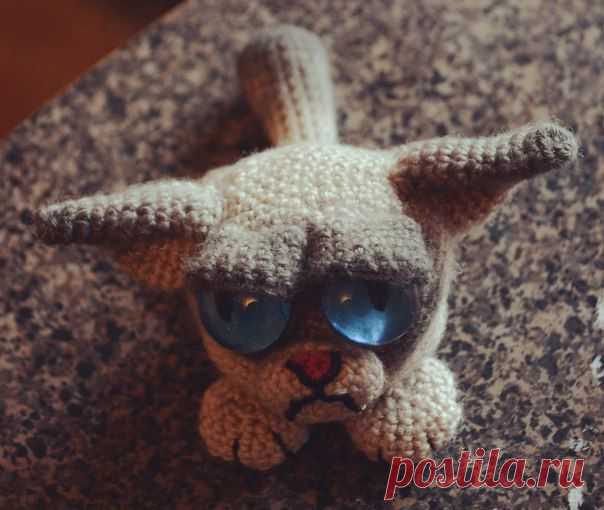 Grumpy Cat