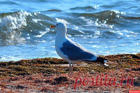 Фото: Чайка. Николай Попов. Фото животных - Фото и фотограф на Расфокусе.