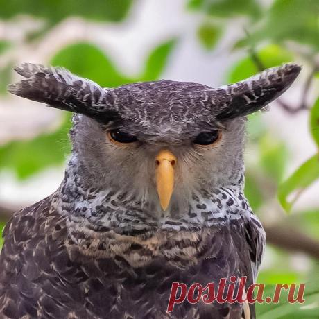 (21) Живая Земля - Публикации