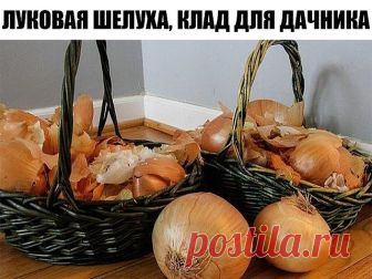 Луковая шелуха - клад для дачников

Мы порой проходим мимо старых и проверенных средств повышения урожая или
борьбы с вредителями и болезнями.

Луковая шелуха - один из резервов повышения урожайности. Её отвар содержит полный набор таблицы Менделеева: кальций, калий, марганец, магний, железо, медь, селен, хром, бор, медь и т.д. Шелуха убивает патогенную микрофлору в почве, одновременно подкармливает растение микроэлементами. Действует на растения, как настойка женьшеня на ...