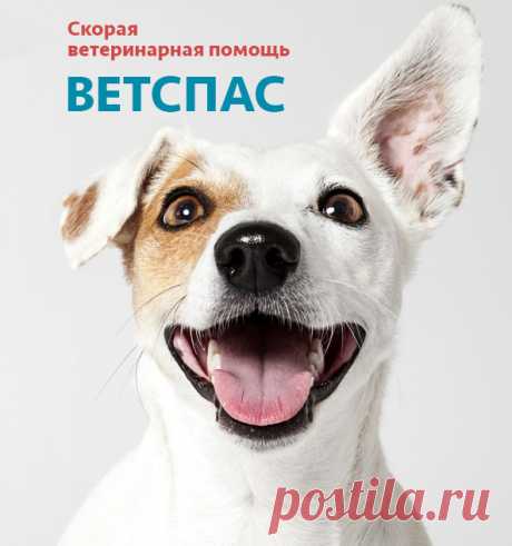 Правильное кормление кошек