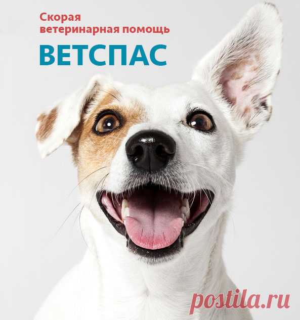 Правильное кормление кошек