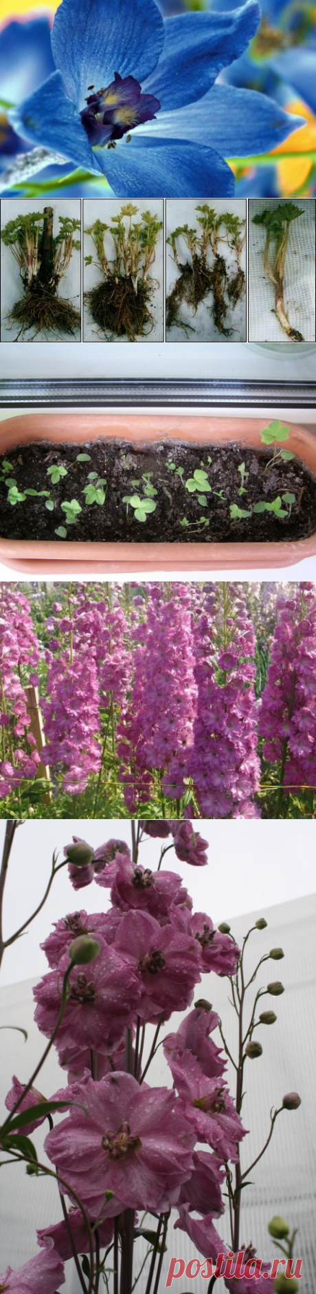 Дельфиниум - посадка и уход, фото разных сортов дельфиниума