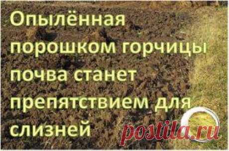 СЛИЗНИ