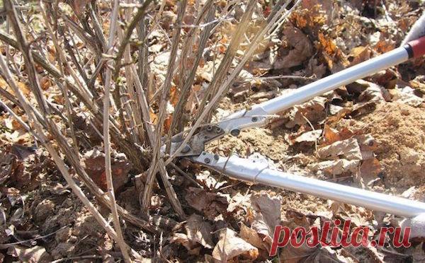 Правильная обрезка крыжовника. Как увеличить будущий урожай в 1,5 раза | Мы садоводы | Яндекс Дзен