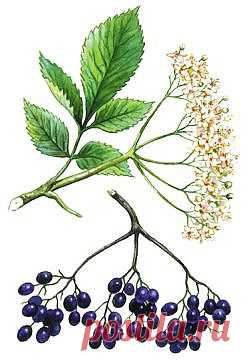 Когда смотрю на куст бузины... - Зеленая аптека - Архив Вестника ЗОЖ - Газета Вестник ЗОЖ. Народная медицина. Народные рецепты