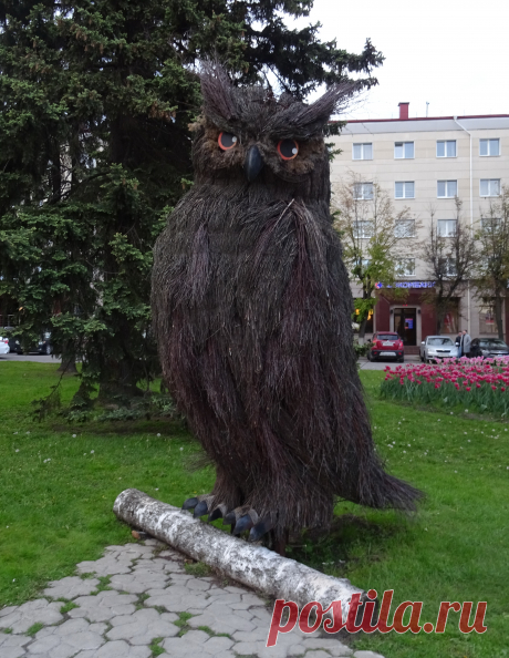 Сова
Брянск