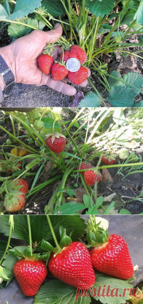 ЧТОБЫ КЛУБНИКИ БЫЛО МНОГО