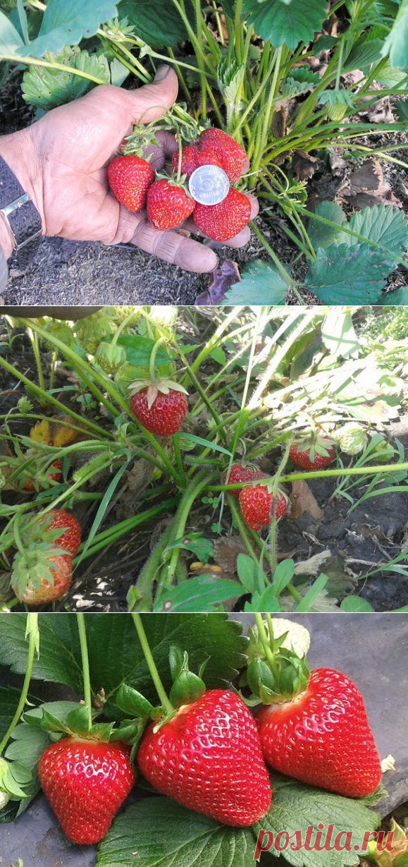 ЧТОБЫ КЛУБНИКИ БЫЛО МНОГО