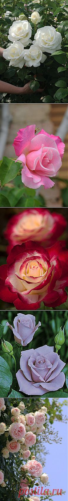 Sugar Moon Rose | Coming Up Roses!