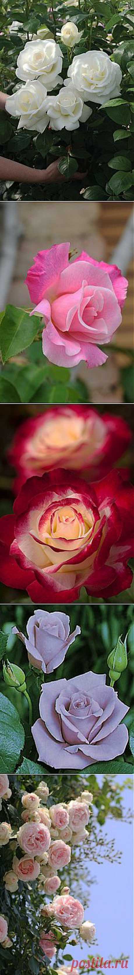 Sugar Moon Rose | Coming Up Roses!