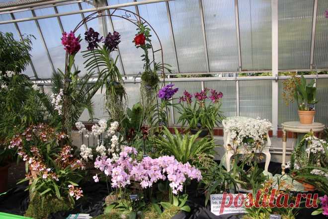 Pflegeanleitungen - Orchideenfans Blog Anzeige Orchideen sind weltweit verbreitet. Man schätzt, dass es etwa 1.000 Orchideengattungen und bis zu 30.000 verschiedene Orchideenarten gibt. Bei dieser Menge an Arten und [weiterlesen...]
