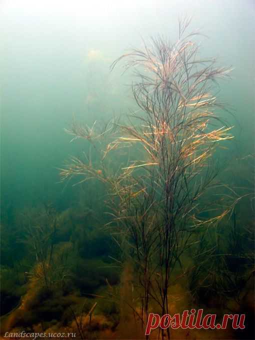 Рдест гребенчатый