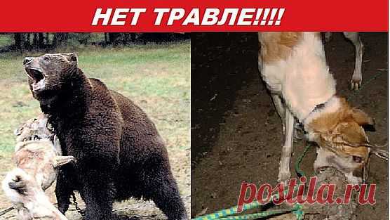 СПАСИТЕ ЖИВОТНЫХ, ПОДПИШИТЕСЬ,Petition | Запретить притравку на животных в России! Ban hounding in Russia! | Change.org