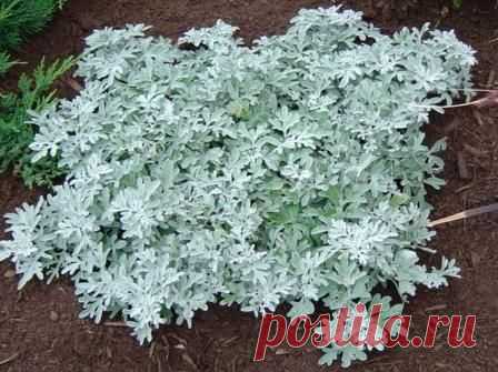 Серебристые красавцы для дачи — 6 соток