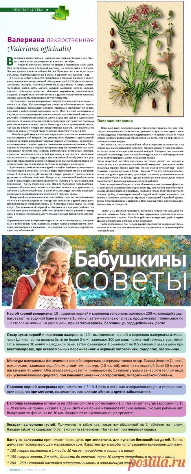 Валериана лекарственная
