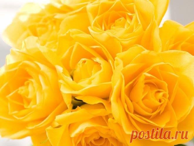 (14) Страницы