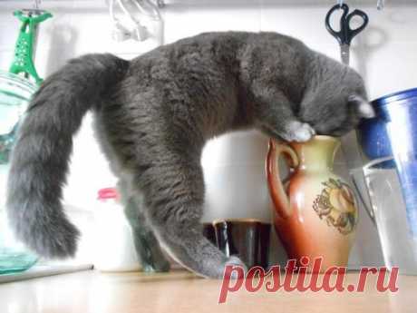 Джин, выходи!