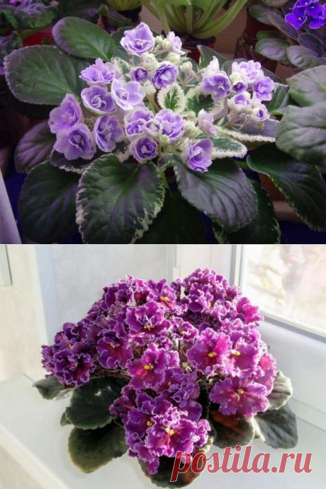 Сенполия - красавица из Африки: секреты правильного ухода в домашних условиях