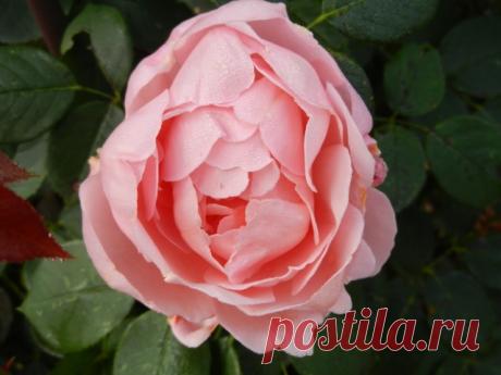 Розы Дэвида Остина: сорта и описания, отзывы + фото