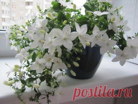 Комнатный колокольчик - нежное растение для дома

Каждый цветовод-любитель просто мечтает свою коллекцию цветов пополнить нежными и очень естественными растениями. Хорошим выбором может стать колокольчик комнатный. Сам по себе колокольчик очень красивый, недаром ведь его называют "женихом" или "невестой". Народное название колокольчиков зависит исключительно от цвета самих цветочков.

Комнатный колокольчик растет как ампельный цветок в горшках, виды которого можно смело ко...