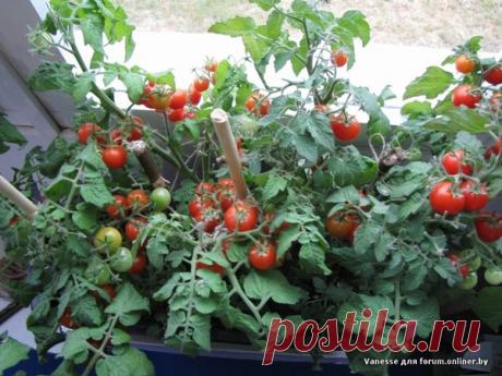 Как растить помидоры на подоконнике круглый год | Секреты сада. Дача, цветы | Яндекс Дзен