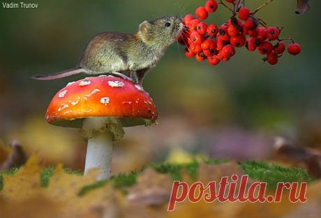 35PHOTO.ru