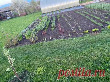 Что посадить в тени, чтобы получить урожай: 7 культур, которые не боятся. Такие культуры адаптированы к рассеянному свету и не требуют прямых лучей.