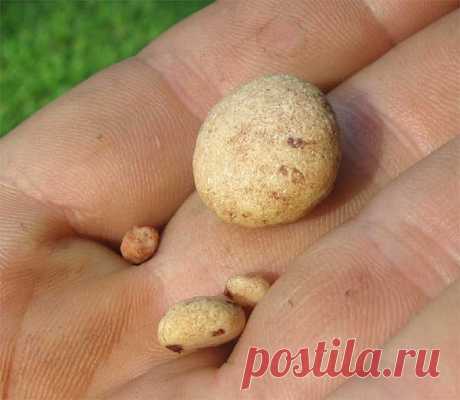 Мочекаменная болезнь лечение народными методами
