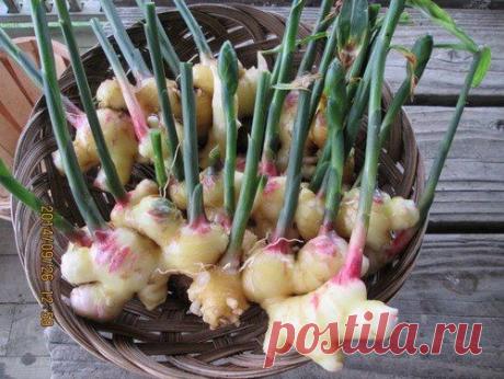 Такой полезный и такой простой в выращивании имбирь. Мы расскажем чем от так особен и как его выращивать в домашних условиях. Все очень просто и полезно...