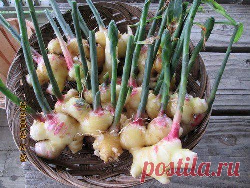 Такой полезный и такой простой в выращивании имбирь. Мы расскажем чем от так особен и как его выращивать в домашних условиях. Все очень просто и полезно...